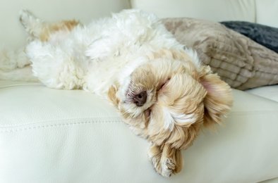 dog is sleeping on leather sofa